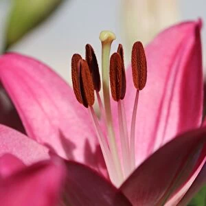 Pink Lilium Petals