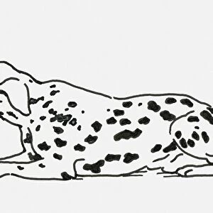 Black and white digital illustration of Dalmatian dog lying down