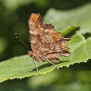 Comma butterfly -Polygonia c-album, Syn Nymphalis c-album- perched on a leaf, Altenseelbach, Neunkirchen, North Rhine-Westphalia, Germany