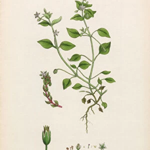Common Chickweed, Stellaria Media, Victorian Botanical Illustration, 1863