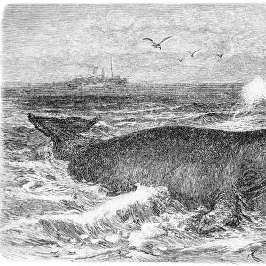 Common whale