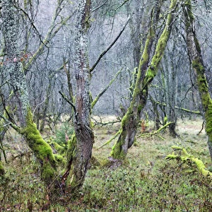 Deciduous forest with gnarled trees overgrown by moss and lichen