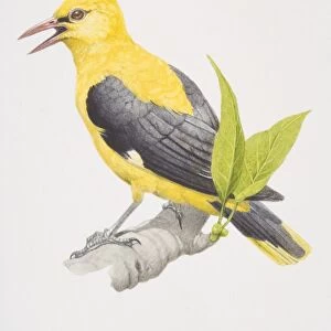 Golden Oriole (Oriolus oriolus), yellow and black bird on a branch