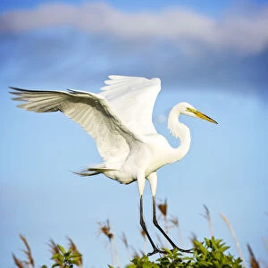 Great Egret Comes in for Landing on Tree Against Blue Sky