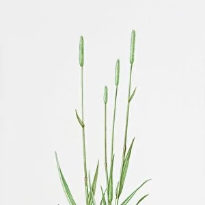Illustration of Phleum Pratense (Timothy-grass)
