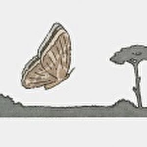 Image sequence illustration of moth flying at night