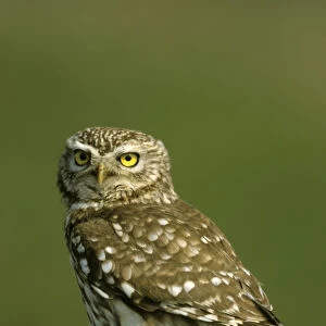 Little owl -Athene noctua-, Hortobagy, Hungary, Europe