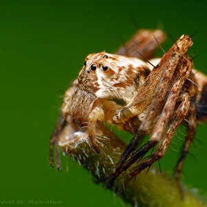 Lynx spider