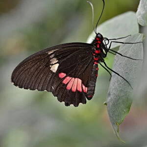 Lysander Cattleheart -Parides lysander-, native to Guiana, butterfly house, Forgaria nel Friuli, Udine province, Italy