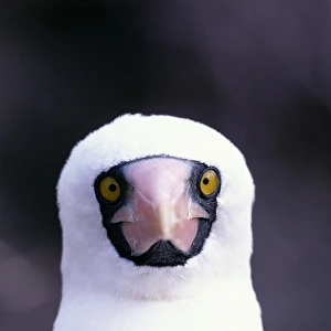 Masked booby (Sula dactylatra) Ecuador, head-shot