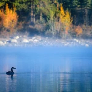 Misty Morning @ Patricia Lake, Jasper National Park, Alberta, Canada