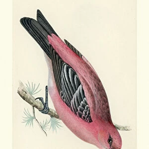 Natural History - Birds - Pine grosbeak