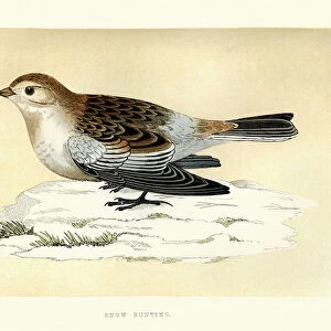 Natural History - Birds - Snow bunting