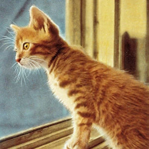 Orange Kitten Looking Out Window