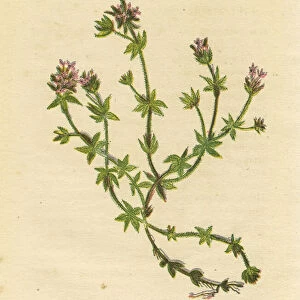 Pink purple field madder wildflower Victorian botanical illustration by Anne Pratt