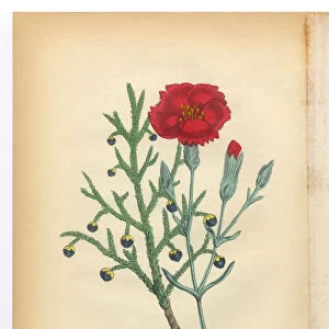 Savine, Clove and Pink Carnation Victorian Botanical Illustration
