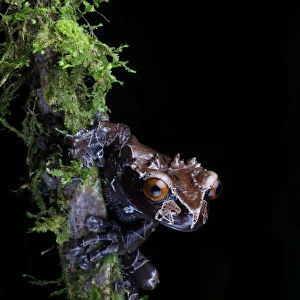 Spiny-headed Tree Frog