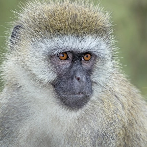 Vervet monkey portrait
