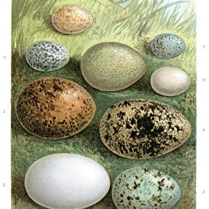 Wild Birds Eggs