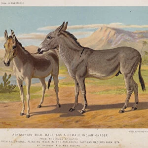 Abyssinian Wild Male Ass and Female Indian Onager, From the Runn of Kutch (colour litho)