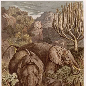 African Elephant, plate from "Brehms Tierleben: Allgemeine Kunde des Tierreichs"