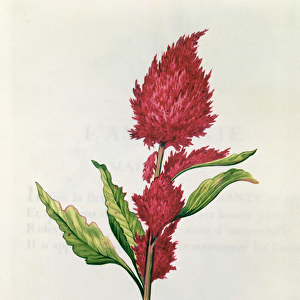 Amaranthus, from La Guirlande de Julie, c. 1642 (w / c on vellum)