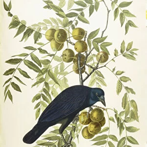 American Crow, 1833 (hand-coloured etching with aquatint engraving)
