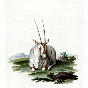 Arabian Oryx (coloured engraving)