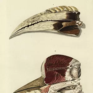 Rhinoceros Hornbill