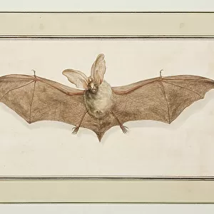 Brown Long-eared Bat, c. 1755-65 (w/c on paper)