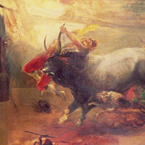 The Bull Fight