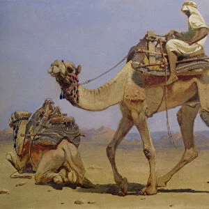 Camel Preparing to Lie Down, 1858 (w / c on paper)