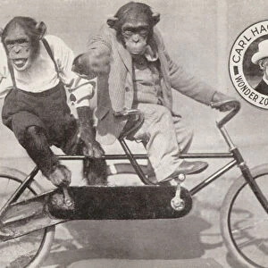 Chimpanzees riding a bicycle, Carl Hagenbecks Wonder Zoo and Big Circus, Olympia, London (b / w photo)