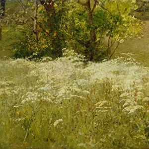 Cow Parsley in a Meadow (oil on canvas)