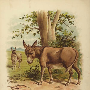 Two Donkeys (chromolitho)