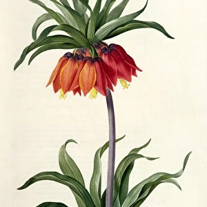 Botanical: Flowers 19th , 20th & 21st Century