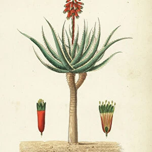Fynbos aloe, Aloe succotrina, Aloes succotrin