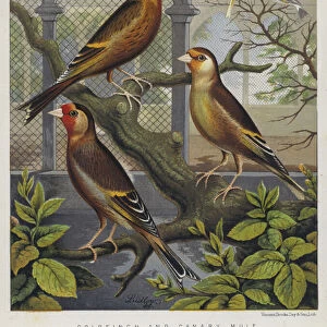 Goldfinch and Canary Mule, Dark Mealy, Cinnamon, Dark Jonque (colour litho)