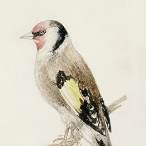 Goldfinch, from The Farnley Book of Birds, c. 1816 (pencil and w / c on paper)