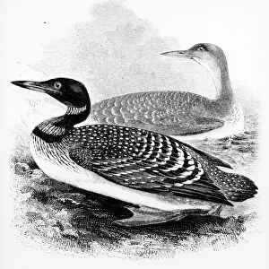 The Great Northern Diver, illustration from A History of British Birds by William Yarrell
