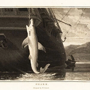 Great white shark, Carcharodon carcharias, hanging from a line. 1807 (aquatint)