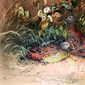 Hardwickes Spur-fowl (Galloperdix lunulata), 1852-54 (w / c on paper)