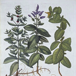Horsemint and Spearmint, from Hortus Eystettensis, by Basil Besler (1561-1629)