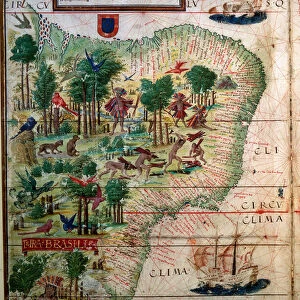 Hydrographic map of Brazil. Manuscript enluminated "Portuguese Nautical Atlas"by cartographer Loppo Homem 1519 Paris. B. N