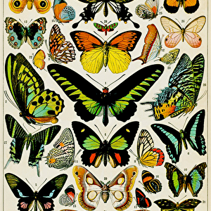 Illustration of Butterflies and moths c. 1923 (litho)