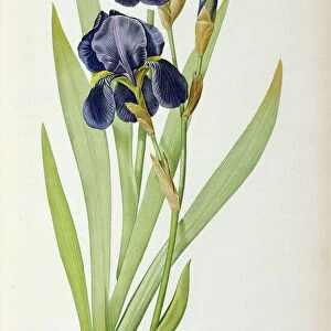 Iris Germanica, from Les Liliacees, 1805 (coloured engraving)