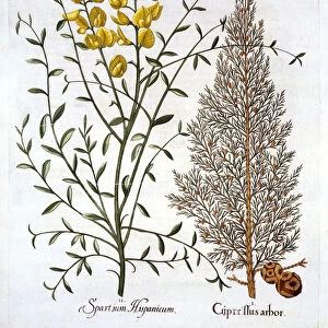Italian Cypress and Spanish Broom, from Hortus Eystettensis