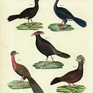 Curassows Related Images