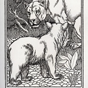 La Lionne et l Ourse - The Lioness and the Bear (Collection 2, Book 10, fable 12) - engraving from "A Hundred Fables of La Fontaine"Illustrated by Percy J. Billinghurst (1871-1933) - 1899