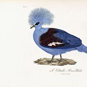 Le Colombi-Hocco male, 1796-1808 (etched plate printed in colour and finished by hand)